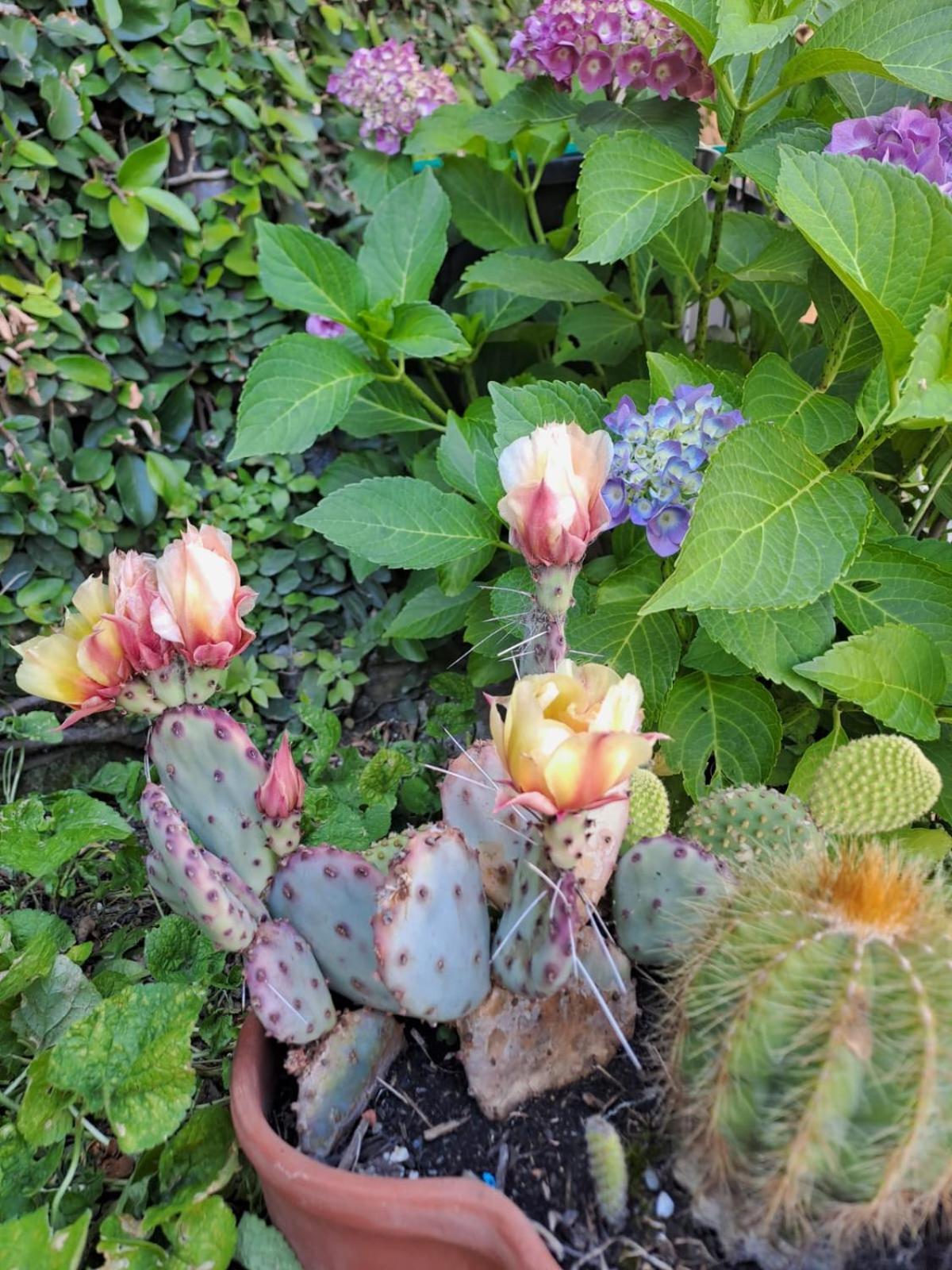 Il Paradiso All'Improvviso Vezzano Ligure Luaran gambar